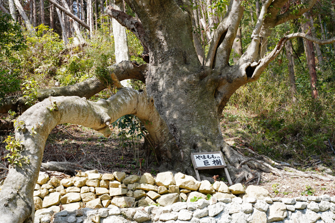 由岐のヤマモモ