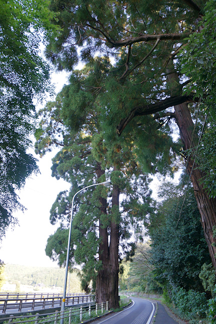 天川神社の三本杉