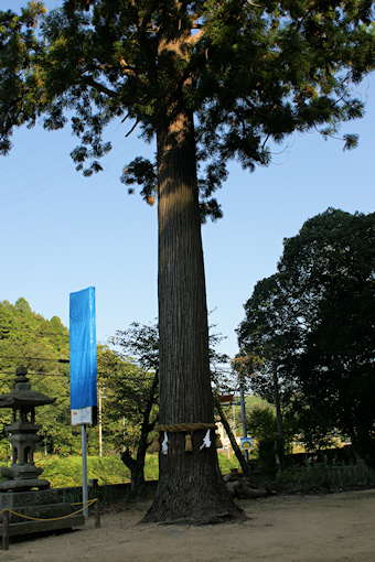 天川神社のスギ