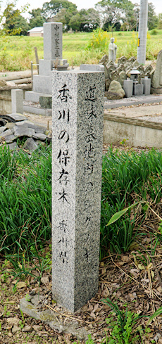 香川の保存木　石碑
