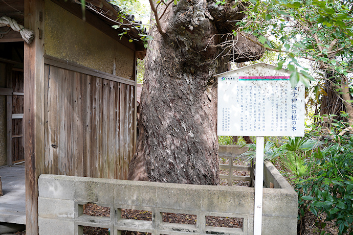 蛭子神社境内のムクの木