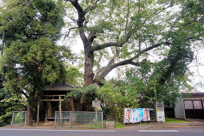 蛭子神社境内のムクの木