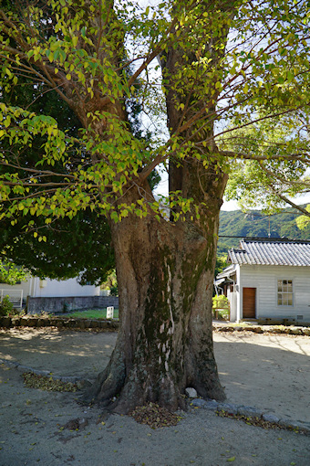 葺田八幡神社・エノキ