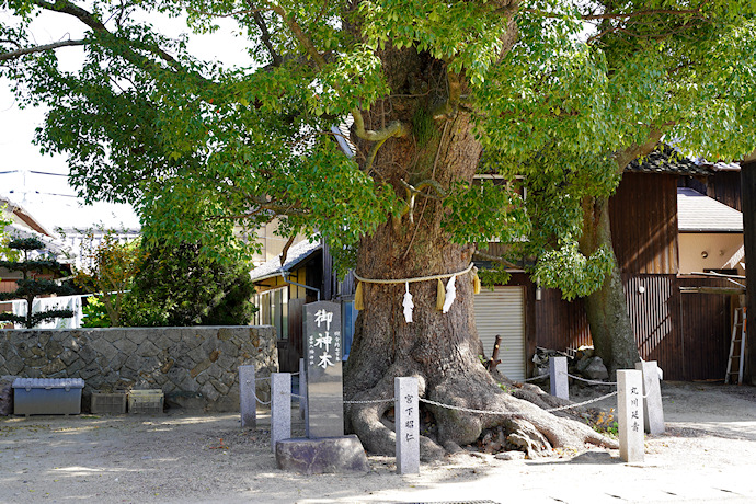 葺田八幡神社・御神木クス