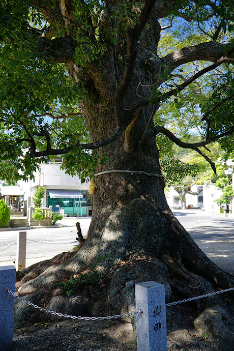 葺田八幡神社・御神木クス