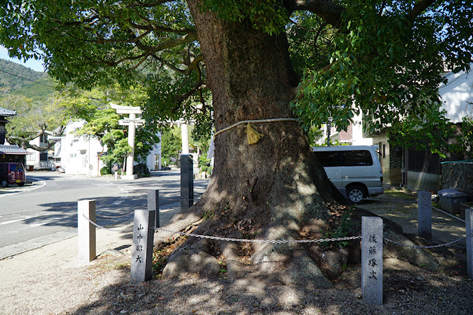 葺田八幡神社・御神木クス