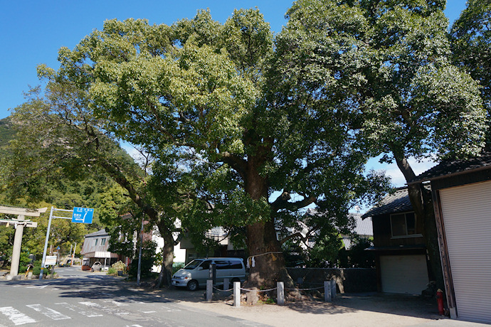 葺田八幡神社・御神木クス