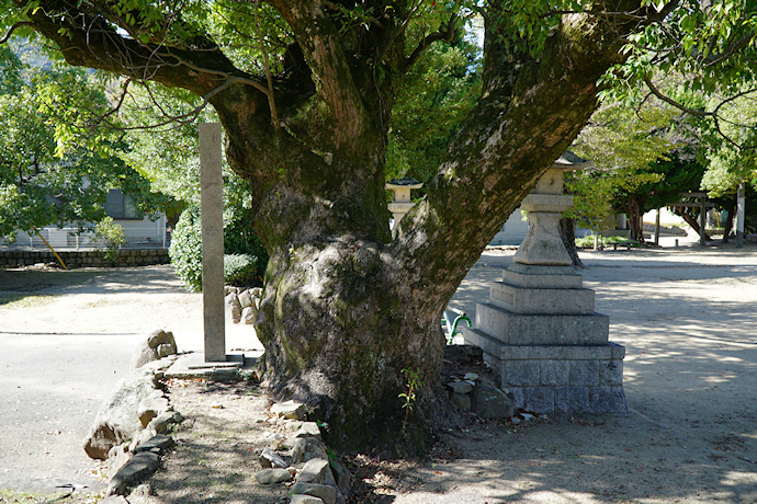 葺田八幡神社・クス２