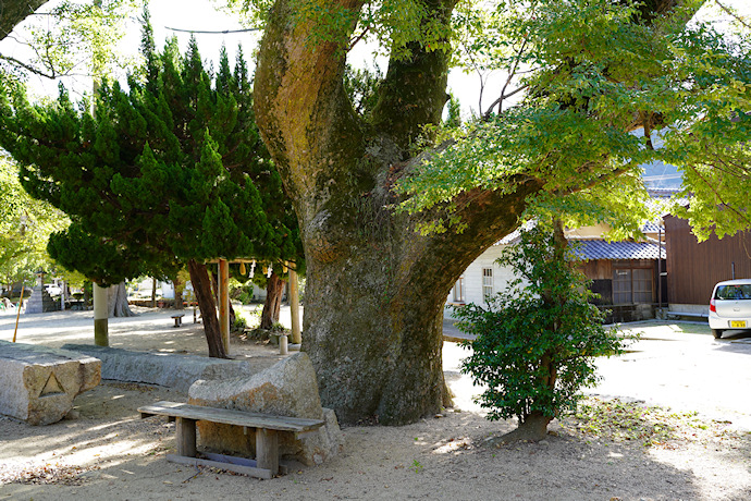 葺田八幡神社・クス３