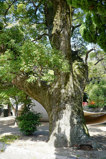 葺田八幡神社・クス３