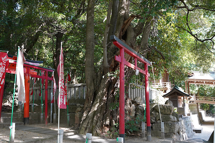 葺田八幡神社・シイノキ