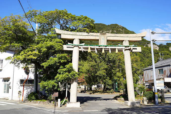 福田のホルトノキ