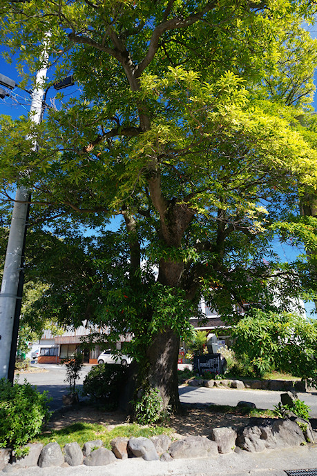 福田のホルトノキ