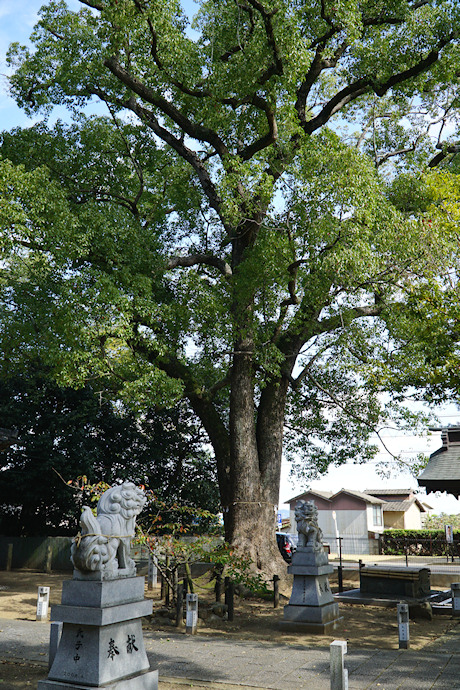 船山神社のクス（高松市の名木）