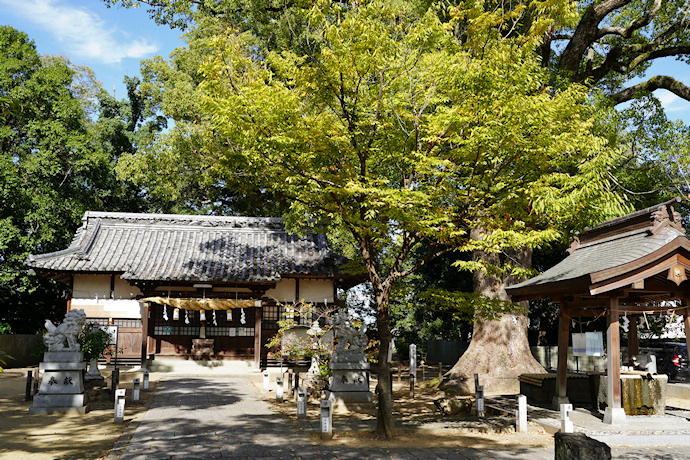 船山神社のクスと拝殿