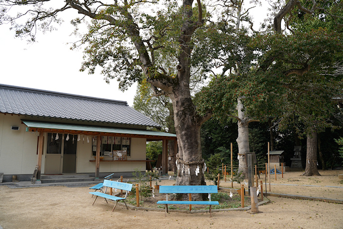 平石井神社のクロガネモチ