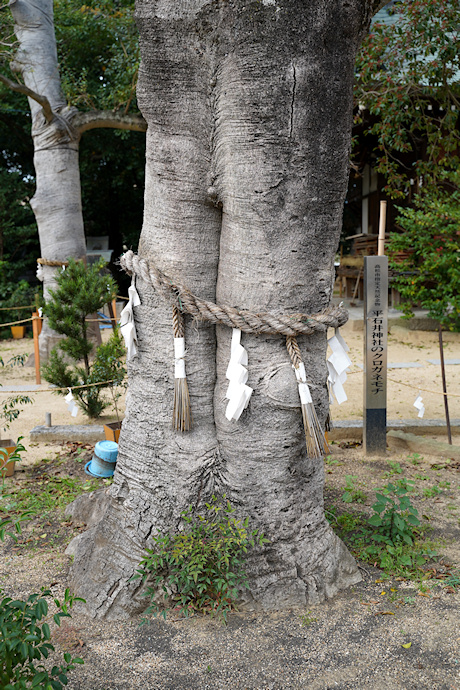 平石井神社のクロガネモチ