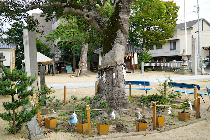 平石井神社のクロガネモチ