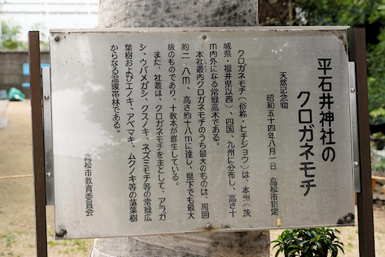 平石井神社のクロガネモチ説明板