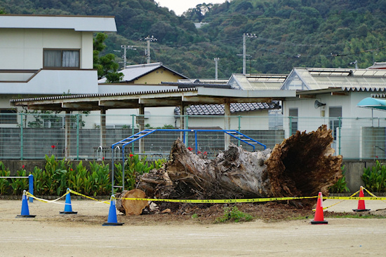 牟礼小学校のユーカリ（倒壊）