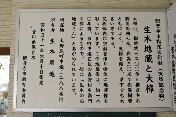 生木地蔵と大樟説明板