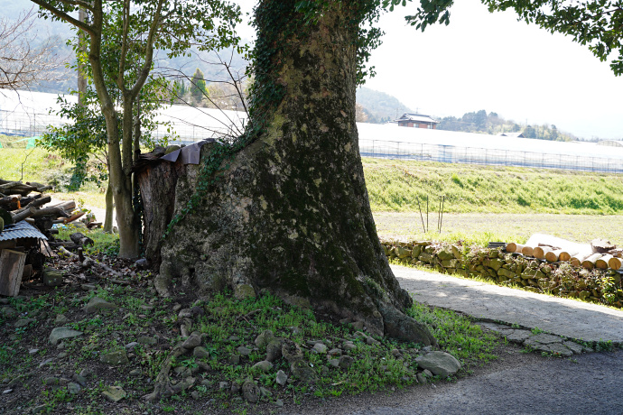 厳島神社のタブ樹林
