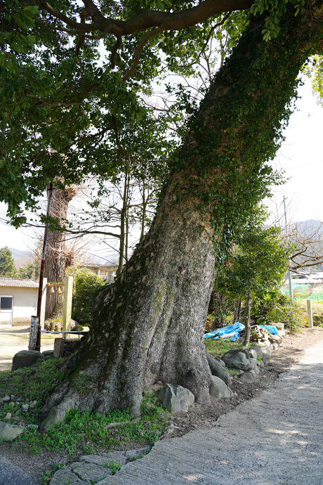 厳島神社のタブ樹林