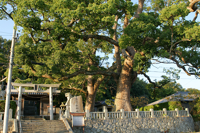 石清水神社のクスノキ