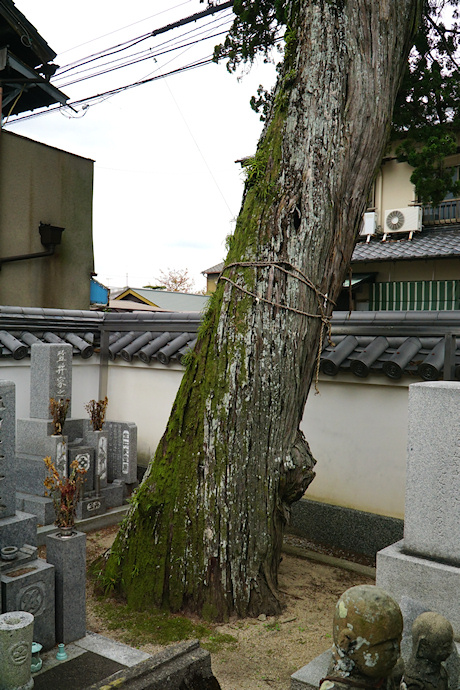 地蔵寺の槙柏