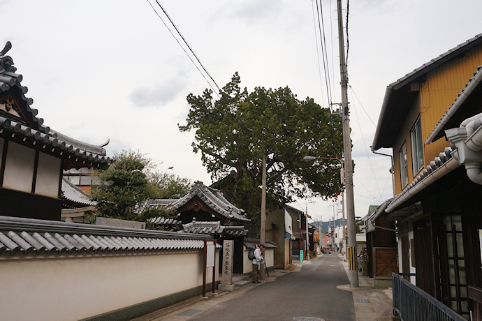 地蔵寺の槙柏