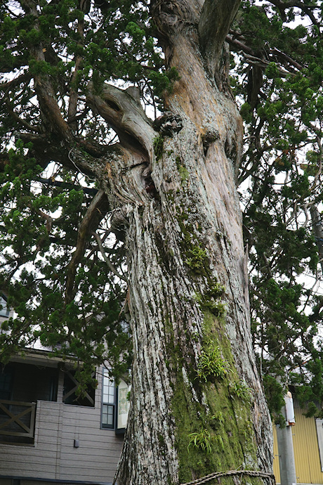 地蔵寺の槙柏