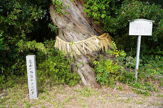 亀山八幡宮のシンパク