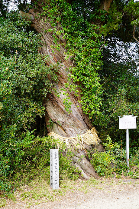 亀山八幡宮のシンパク