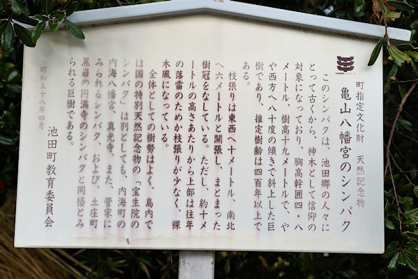 亀山八幡宮のシンパク説明板