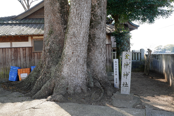 金神神社のクスノキ