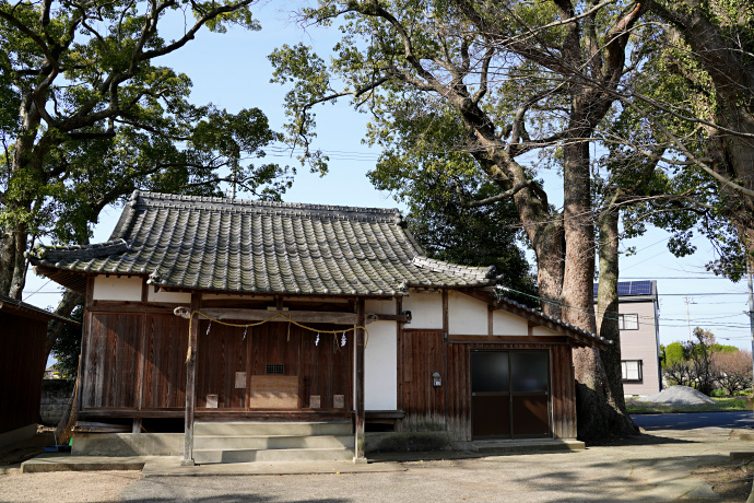 金神神社のクスノキ