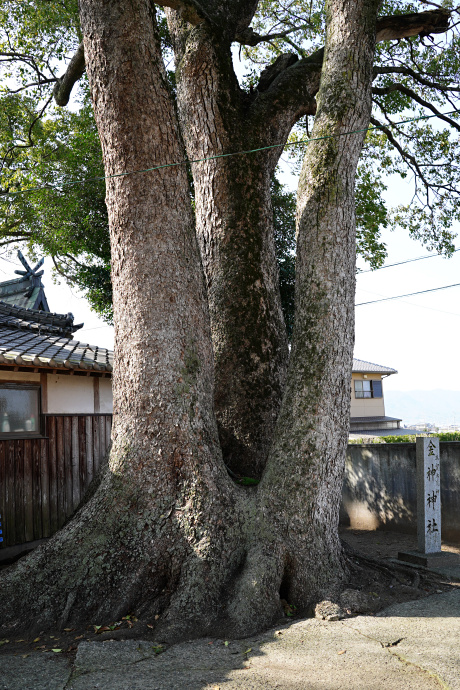 金神神社のクスノキ