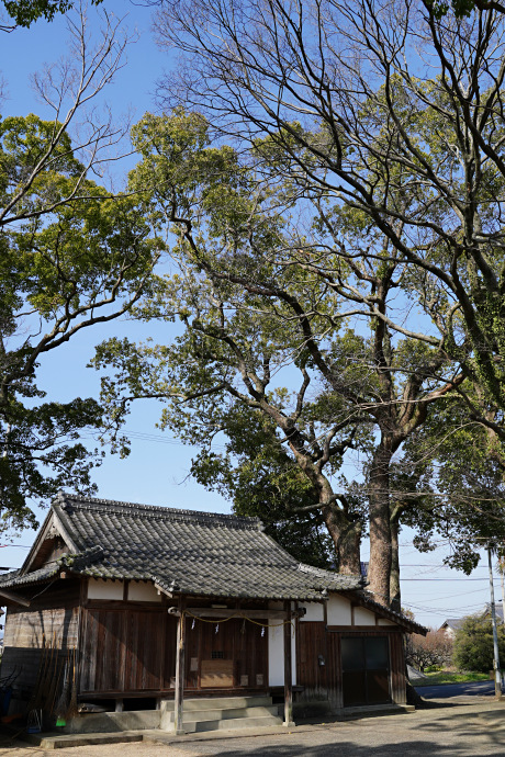 金神神社のクスノキ