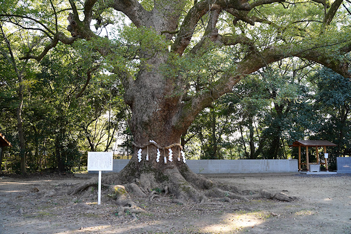 葛原正八幡神社のクスノキ１