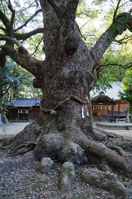 葛原正八幡神社のクスノキ１