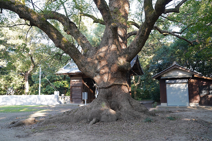 葛原正八幡神社のクスノキ１