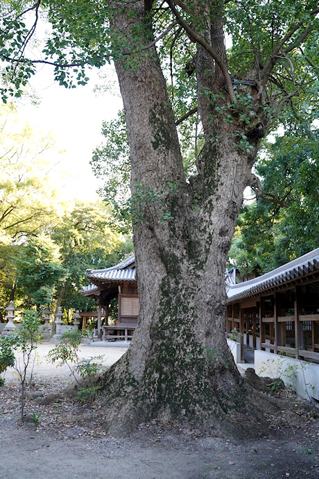 葛原正八幡神社のクスノキ２