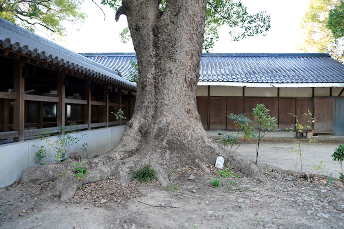 葛原正八幡神社のクスノキ２