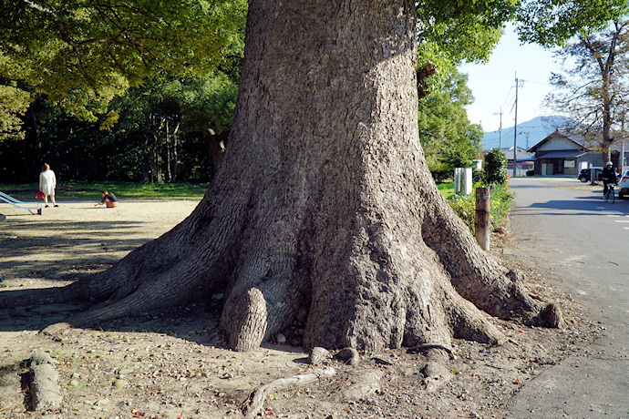 葛原正八幡神社のクスノキ３