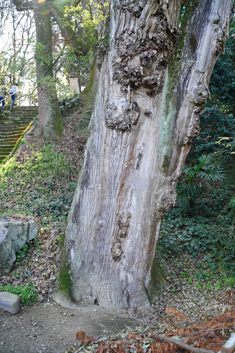 小松尾寺のカヤ