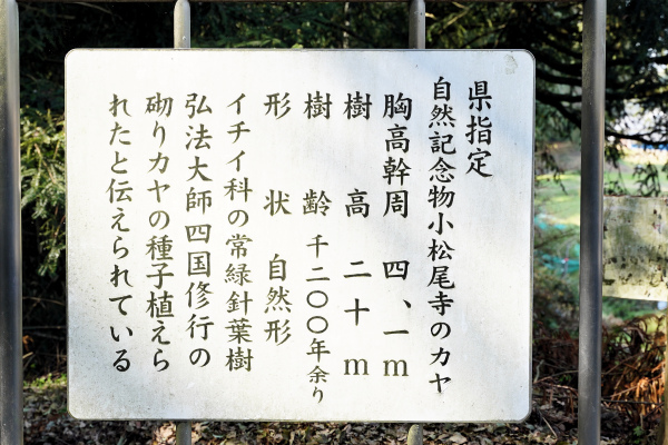 自然記念物　小松尾寺のカヤ