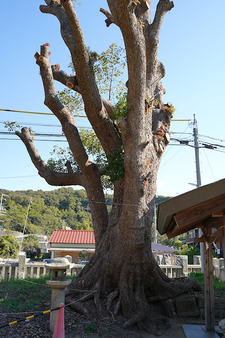 熊手八幡宮のクスノキ