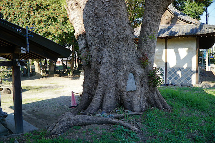 熊手八幡宮のクスノキ