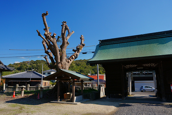 熊手八幡宮のクスノキ