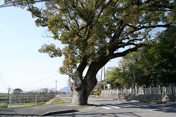 旧辻小学校前のクスノキ